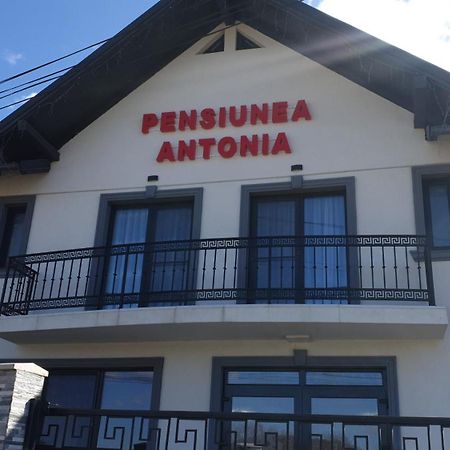 Pensiunea Antonia Sighetu Marmaţiei Εξωτερικό φωτογραφία